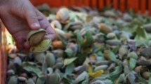 Imagen de Asesoran a emprendedores de la zona rural de Cipolletti