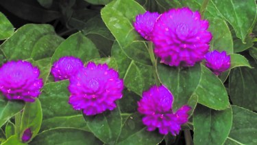 Las coloridas y fieles petunias, que siempre aportan belleza con sus tonos vibrantes. 
