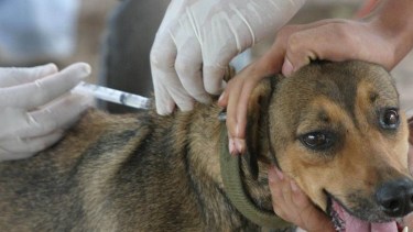 Vacunarán y desparasitarán en forma grautita a mascotas en Regina