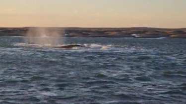 El varamiento de estas tres ballenas ocurrió en Caleta de Los Loros, cerca de Pozo Salado que se encuentra a unos 130 kilómetros de la capital rionegrina. Foto Gentileza.