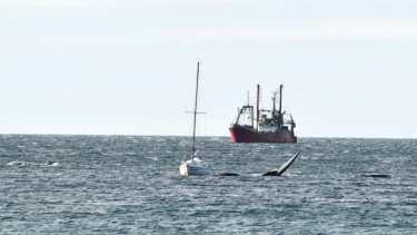 Las ballenas se acercaron al velero fondeado en Puerto Madryn ayer por la mañana. Fotero Patagónico. 