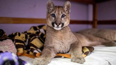 Lola Limón, se encuentra en el Ecoparque desde 2019.  Foto: Gentileza Télam 