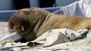 Freya se convirtió en una gran atracción en el muelle de Oslo. Foto: AFP