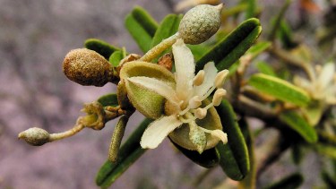 El Atamisque requiere de suelos ligeros y soleados y su período de floración comienza desde fin de noviembre a enero. Sus flores atraen distintos insectos.