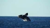 Imagen de Lo invitaron a sacar fotos de ballenas en Puerto Madryn y le tocó un día de saltos que no olvidará