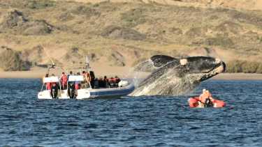 Embarcados o desde la costa el avistaje de ballenas en Puerto Madryn es una buena opción para este fin de semana largo. Foto: Maxi Jonas