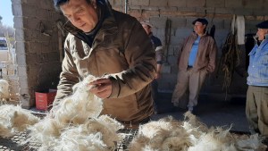 Pequeños productores caprinos buscan mejorar la rentabilidad del mohair