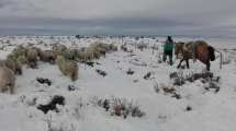 Imagen de Lluvias y nevadas pronostican un «buen año» para el sector ganadero de la Región Sur rionegrina