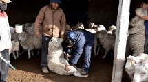 Imagen de La sarna reaparece en las majadas