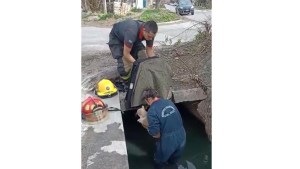 Video: arduo trabajo de bomberos de Roca para rescatar a un gato