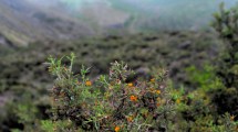 Imagen de Plantas autóctonas: cuerno de cabra, una belleza local