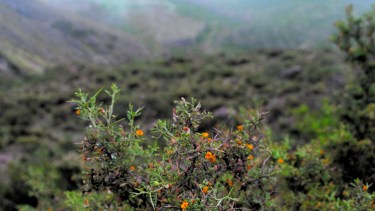 Plantas autóctonas: cuerno de cabra, una belleza local