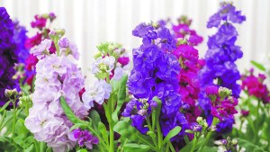 Jardín: Alelíes, la flor para despedir el invierno