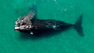 La ballena Andrómeda con su cría llegó hasta las Islas Orcadas y el extremo austral del archipiélago de las Islas Sandwich del Sur. Crédito ICB.