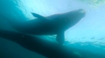 Imagen de Video: cumplía su sueño de bucear en Puerto Madryn y mirá quiénes la «saludaron»…