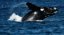 Imagen de Puerto Madryn: fue a la playa para ver a las ballenas y el video que filmó es una belleza
