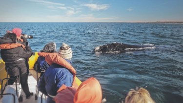 El avistaje de la ballena franca austral crece año a año en la costa rionegrina. Foto Archivo: Martín Brunella.
