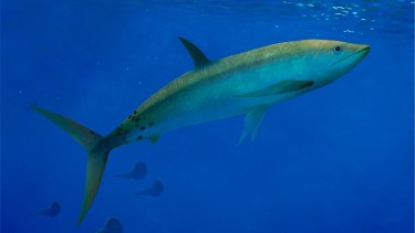 Vivo. Una reconstrucción en vida de la nueva especie de pez, Kaykay lafken, que habitaba en la Cuenca Neuquina (Crédito: Martina Charnelli)
