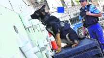 Imagen de Emily, la perra infalible en la detección de drogas en Neuquén