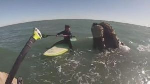 Monte Hermoso: hacían SUP, se encontraron con 12 ballenas y grabaron este impactante video