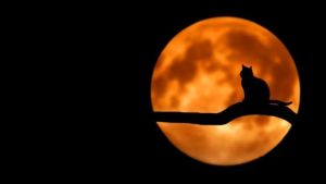 Se viene la última Superluna del año: cuándo y dónde se podrá ver