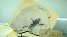 Imagen de Desde un ave de 2,5 metros al tiburón megalodón: los tesoros de un museo renovado