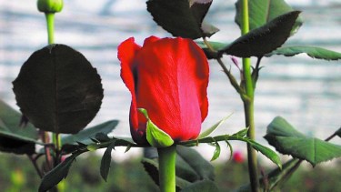 Los rosales brindan un panorama distinto a nuestros jardines: son quizás una de las flores más bellas que podemos tener.