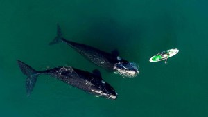 La ballena que juega con la surfer: el genial video en Puerto Madryn que publicó el actor de Rápido y Furioso