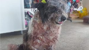 Detuvieron al hombre que atacó con un machete a su perro en Las Lajas