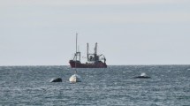 Imagen de «Parecía que jugaban»: las ballenas se acercaron al velero en Puerto Madryn y mirá lo que pasó…