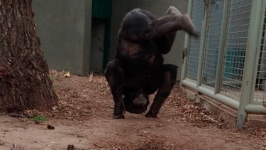 El mono Toti está alojado en Bubalcó. Un grupo de especialistas deberá analizar la forma de traslado. (foto: archivo)