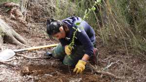 Con un trabajo artesanal, extraen retamas en la zona de Cascada Los Alerces