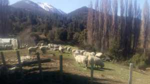 Se organizan para recuperar la producción rural en El Manso y El Foyel