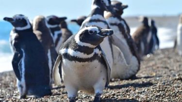 Con la llegada de los primeros pingüinos, este jueves se abrió la temporada 2022/2023 en el área Natural Protegida Punta Tombo.