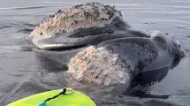 Imagen de Así multarán, en Puerto Madryn, a los kayakistas que se acerquen a las ballenas