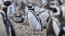Imagen de Puerto Madryn: comenzaron a llegar los pingüinos de Magallanes, mirá cuánto sale ir a verlos