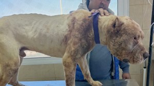 Trabajadores de Centenario rescataron a un perro que estaba atado y con bozal con alambre de púas