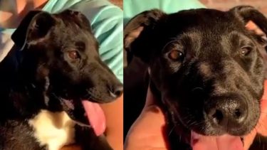 Rescataron a un perro que era maltratado por su dueño en Fernández Oro