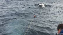 Imagen de Puerto Madryn: aparecieron seis ballenas muertas en las costas de Puerto Pirámides