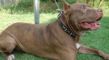 Imagen de Un chico entró a robar en una cancha de fútbol 5, lo atacó un pitbull y está grave