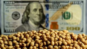 Las dudas que siguen entre los productores, a pocos días del cierre del programa «dólar soja»