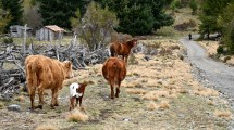 Imagen de Tacuifí, el largo y sinuoso camino que no llegará a lago Escondido