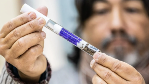 Desarrollan en Santa Fe un semillero de cannabis medicinal de última generación