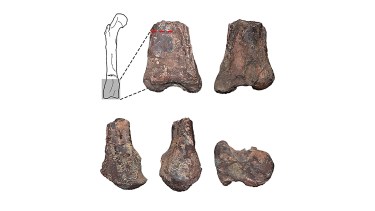 Restos fosilizados del fémur de Elemgasem nubilus. Créditos: Gentileza de Mattia A. Baiano.