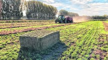 Imagen de El desafío de cultivar pasto para abastecer los feedlot en Neuquén