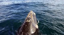 Imagen de Filmaron a tres ballenas mientras andaban en kayak en Puerto Madryn y el video se hizo viral