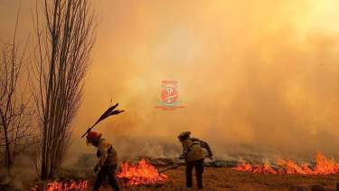 Dos sectores de pastizales fueron afectados. Fotos gentileza