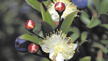Las particulares flores de los arrayanes, que nos regalan un paisaje único en nuestros propios jardines.