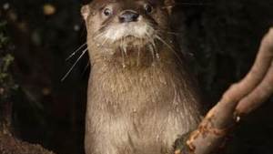 Mejora la convivencia con el huillín, la nutria que habita en Patagonia