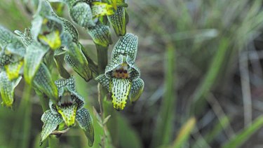 Esta especie es muy llamativa por la delicadeza de sus flores, que nacen al comenzar el verano. Se la encuentra en suelos arenosos.